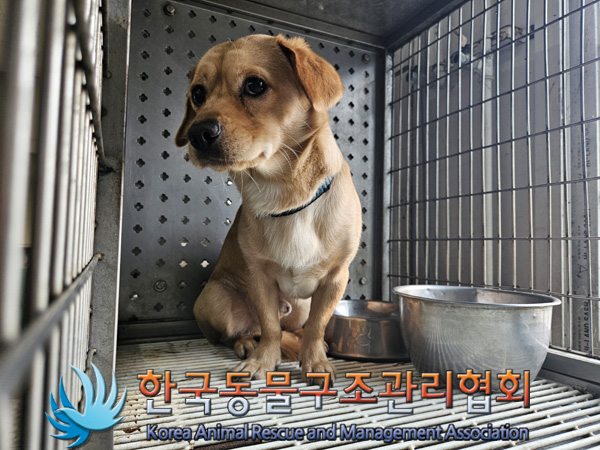 한국동물구조관리협회_441559202401218